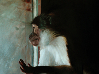 Ich dachte du freust dich, 2015,  oil on canvas, 70 x 50 cm.jpg